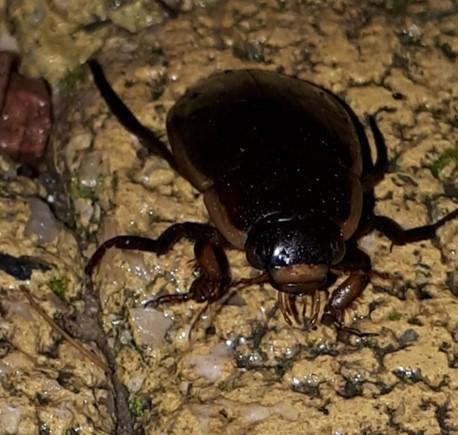 Dytiscus semisulcatus